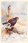 Archibald Thorburn Famous Paintings - Sparrowhawk
